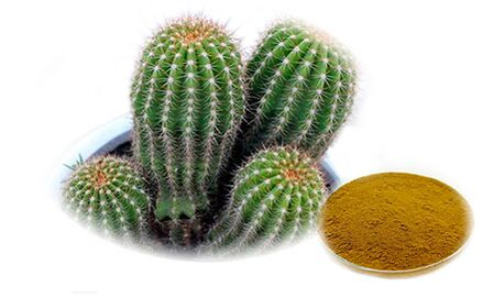 Hoodia gordoni ως μέρος του Reduslim