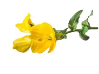 Λάδι Primrose στο Reduslim